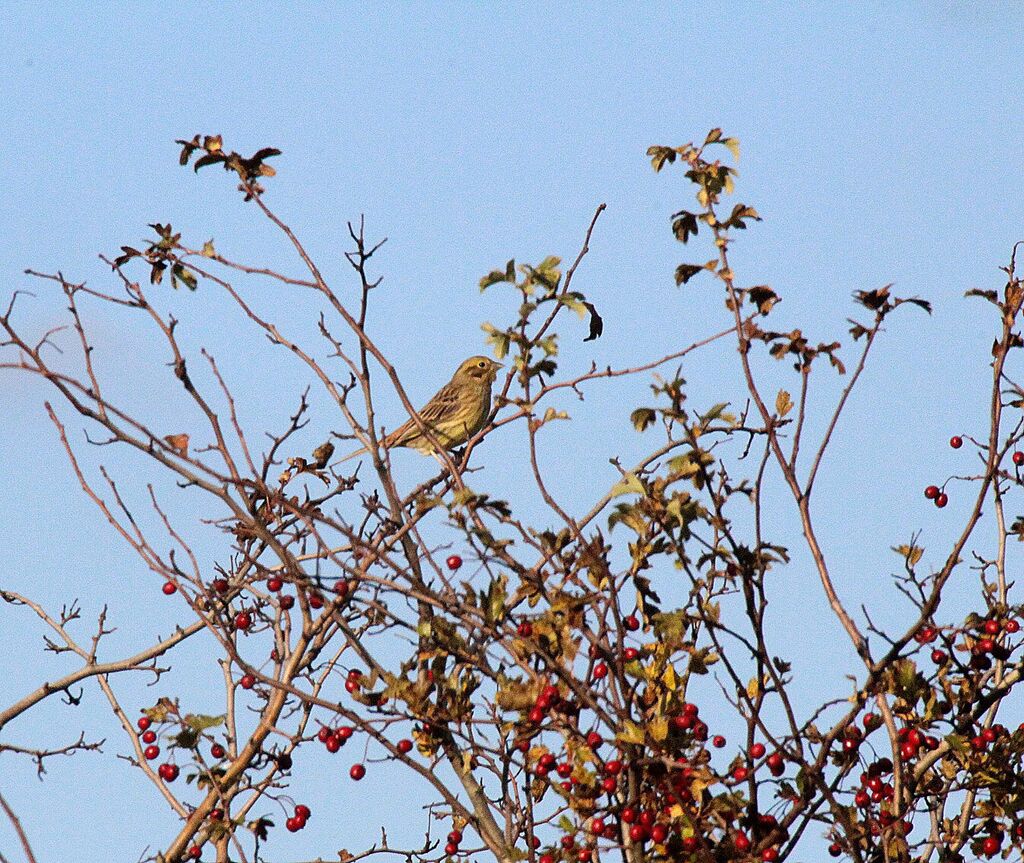 Yellowhammer