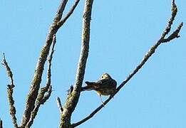 Yellowhammer