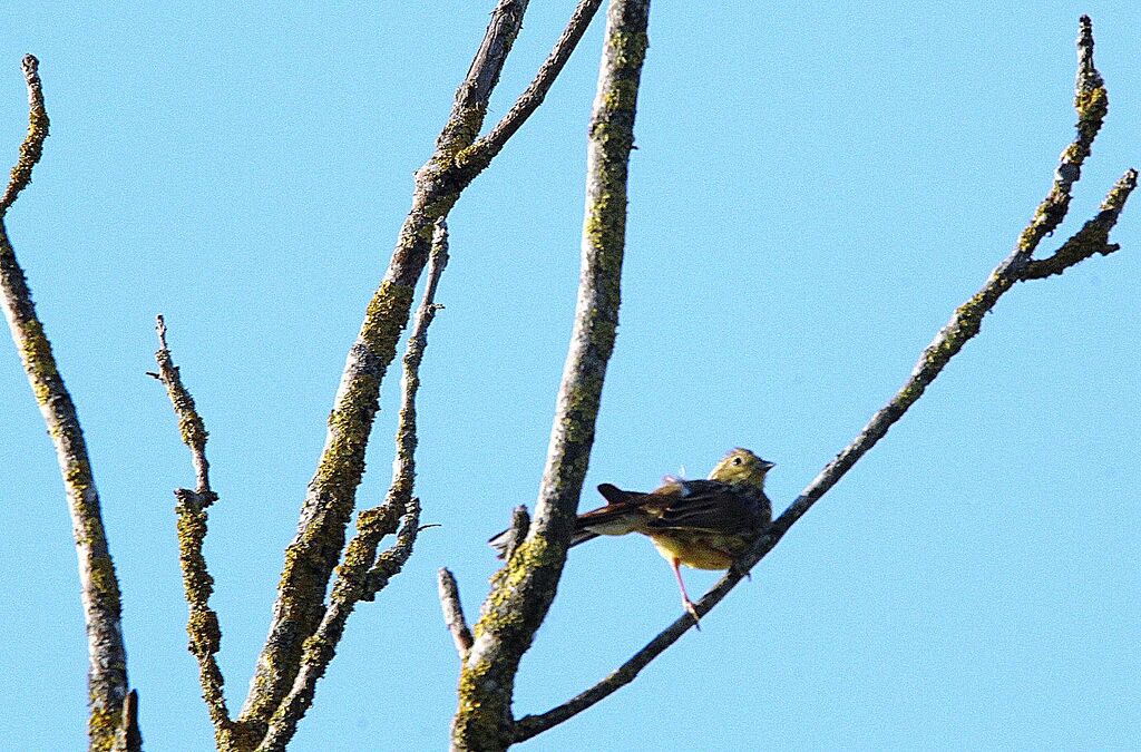 Yellowhammer