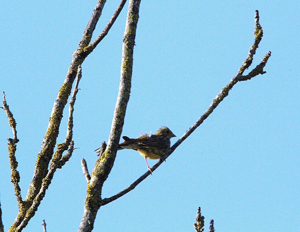 Yellowhammer