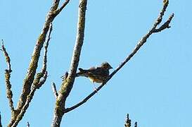 Yellowhammer