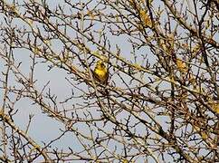 Yellowhammer