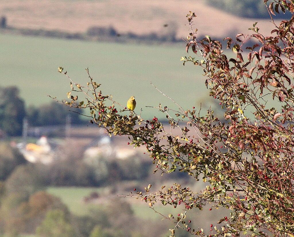 Ortolan Bunting