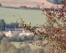 Ortolan Bunting