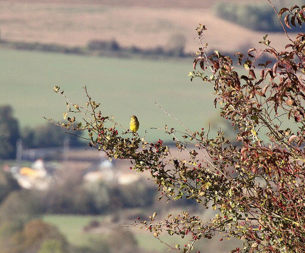 Ortolan Bunting