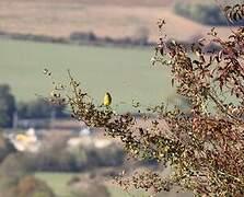 Ortolan Bunting