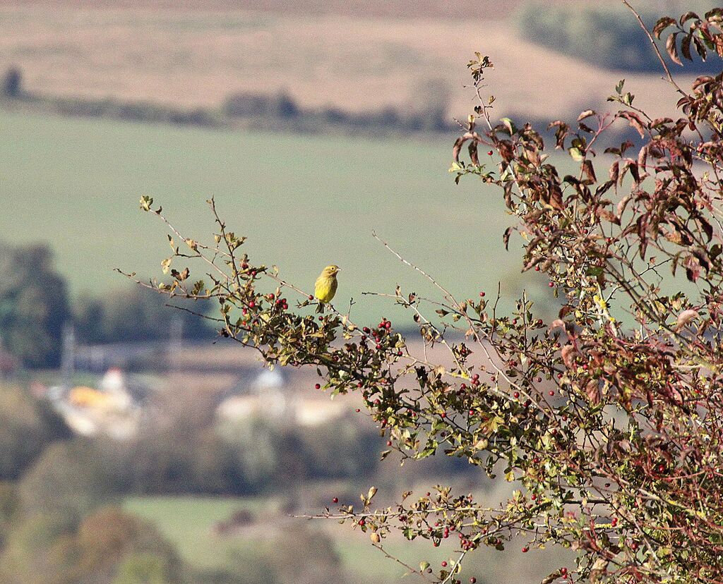 Ortolan Bunting