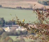 Ortolan Bunting