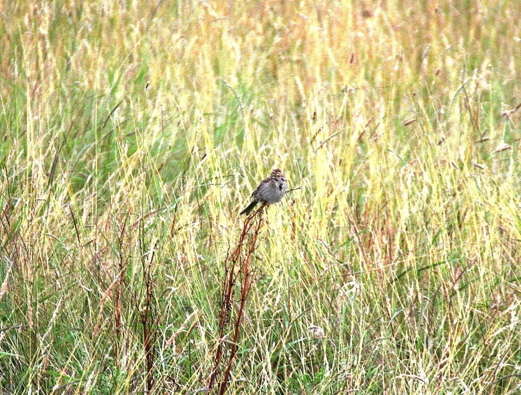 Corn Bunting