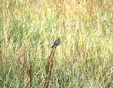 Corn Bunting