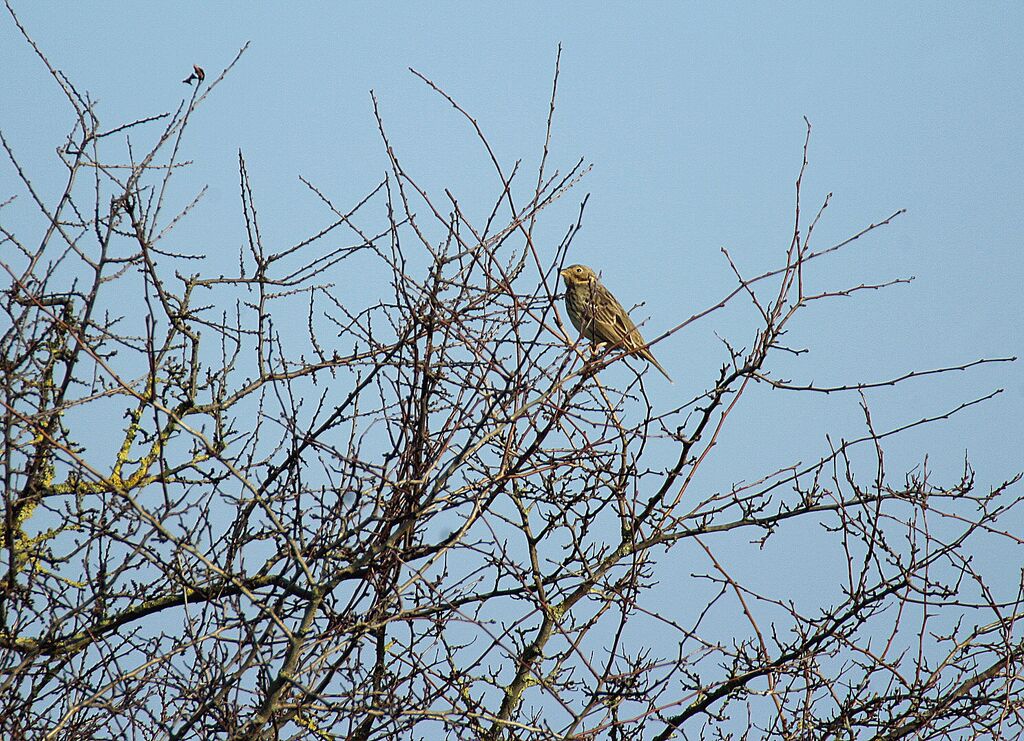 Corn Bunting