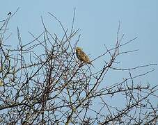 Corn Bunting