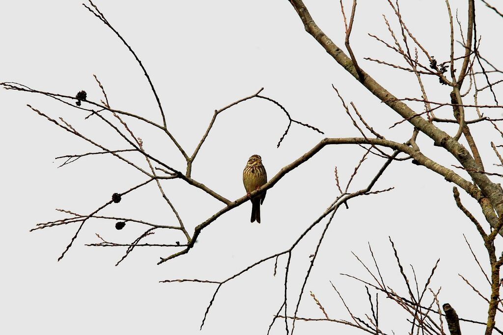 Corn Bunting