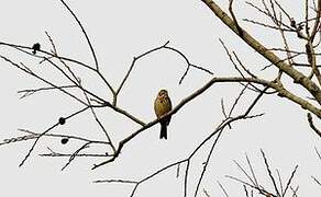 Corn Bunting