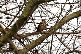 Corn Bunting