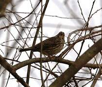 Corn Bunting