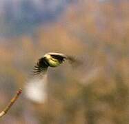 Corn Bunting