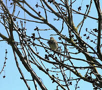 Corn Bunting