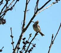 Corn Bunting