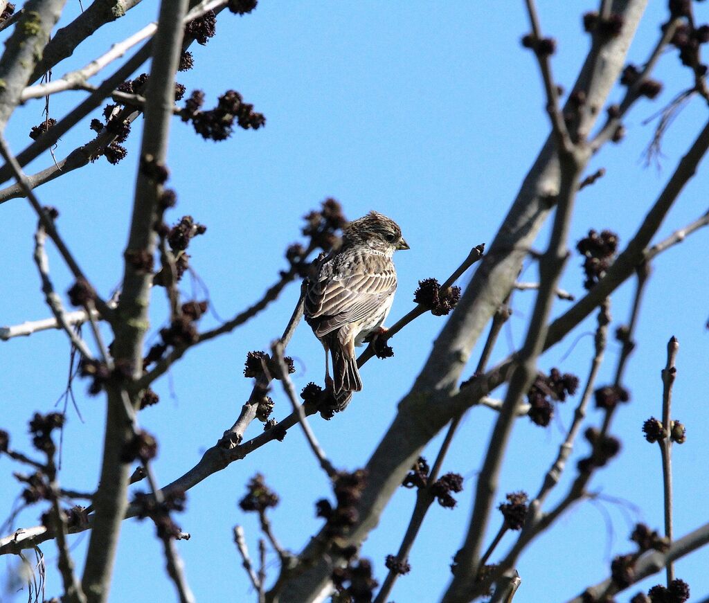 Corn Bunting