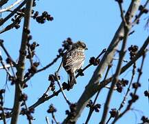 Corn Bunting