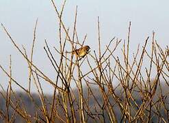 Corn Bunting