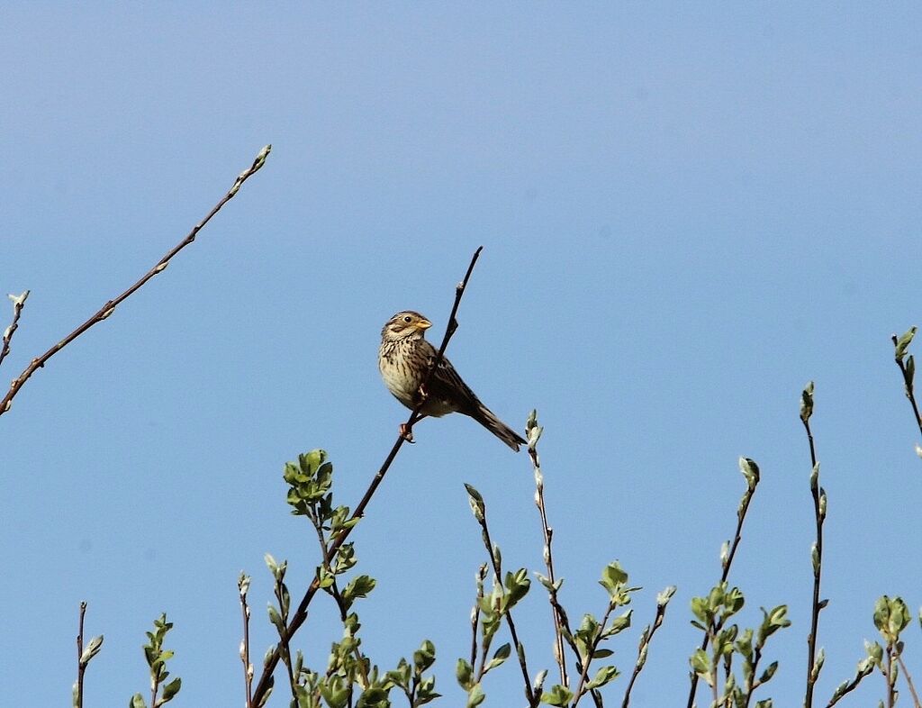 Corn Bunting