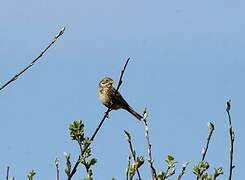 Corn Bunting