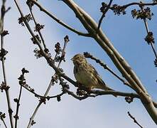 Corn Bunting