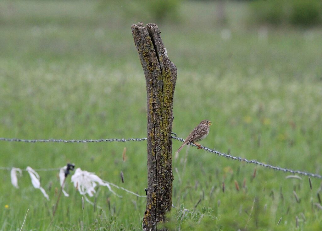 Corn Bunting