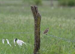 Corn Bunting