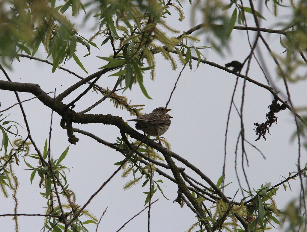 Corn Bunting