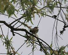 Corn Bunting