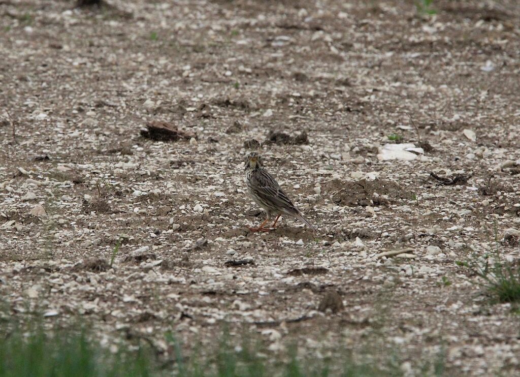 Corn Bunting