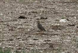 Corn Bunting