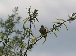 Corn Bunting