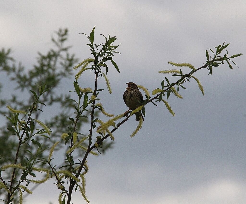 Corn Bunting