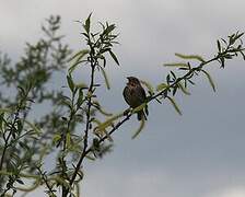 Corn Bunting