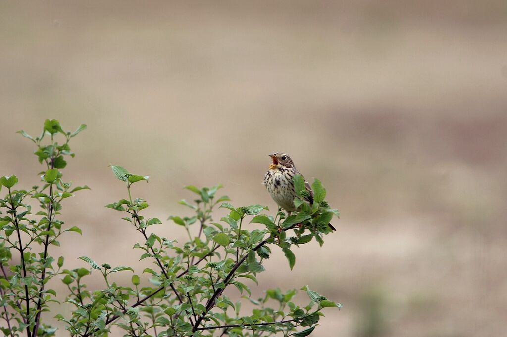 Corn Bunting