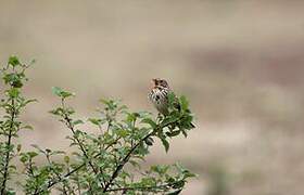 Corn Bunting