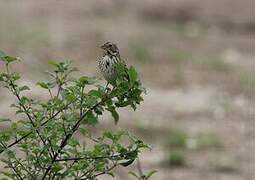 Corn Bunting