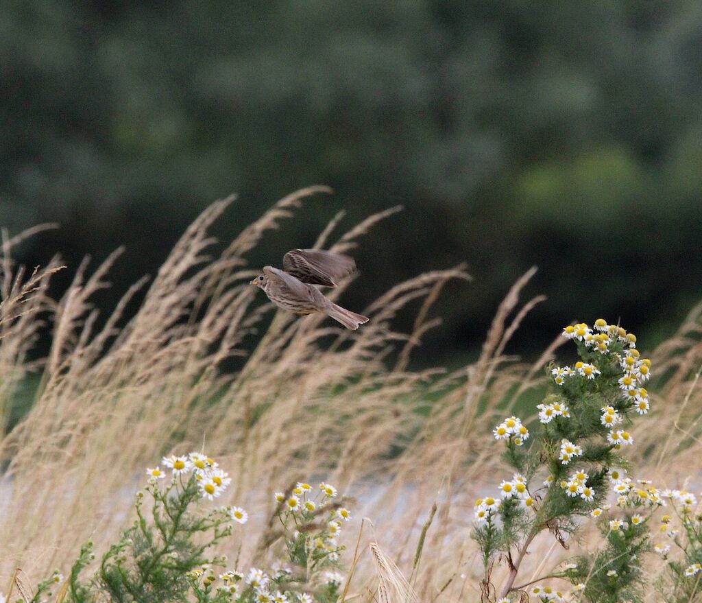 Corn Bunting