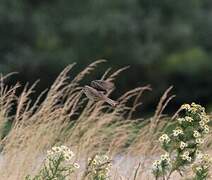 Corn Bunting