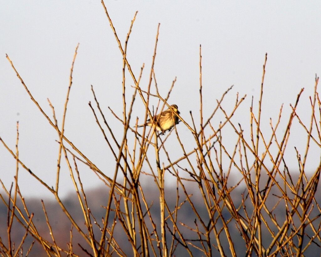 Corn Bunting