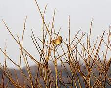 Corn Bunting