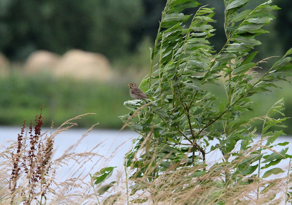 Corn Bunting