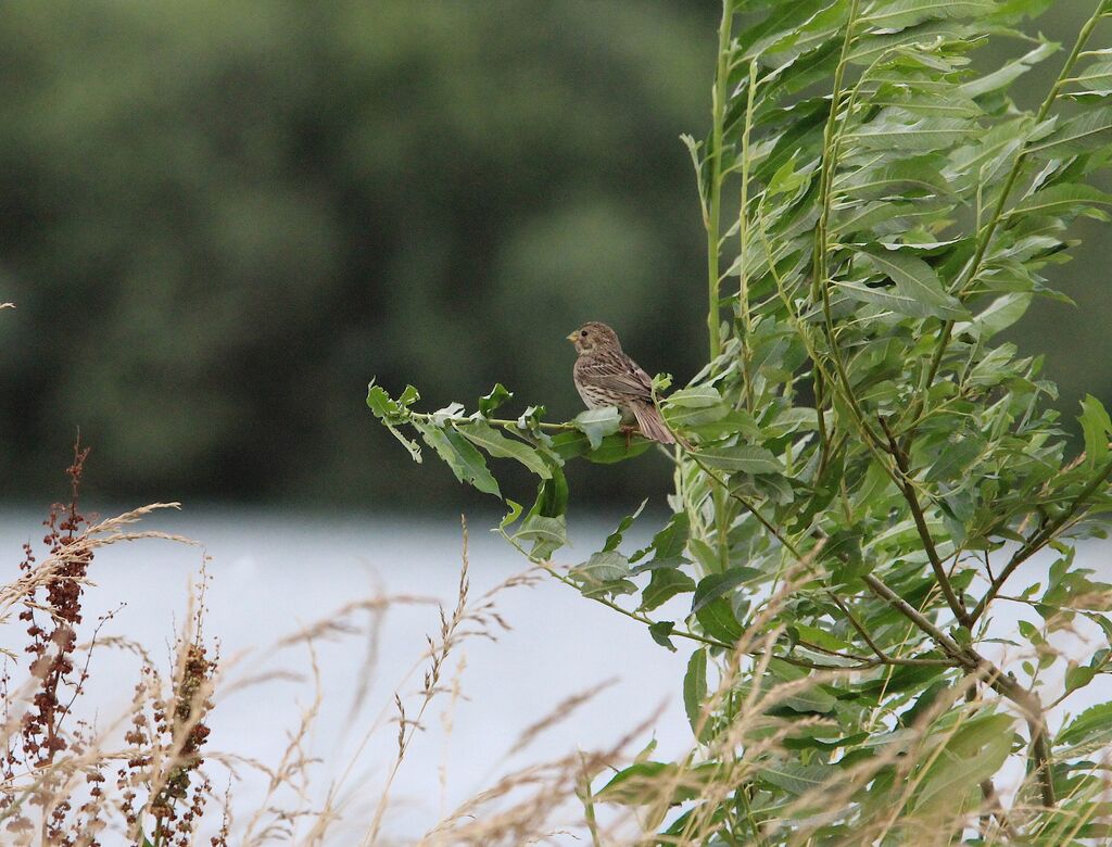 Corn Bunting