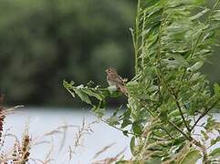 Corn Bunting