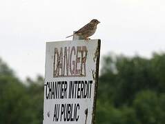 Corn Bunting