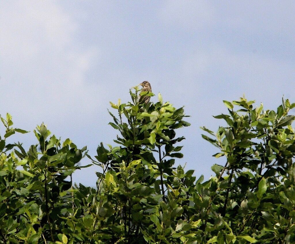 Corn Bunting